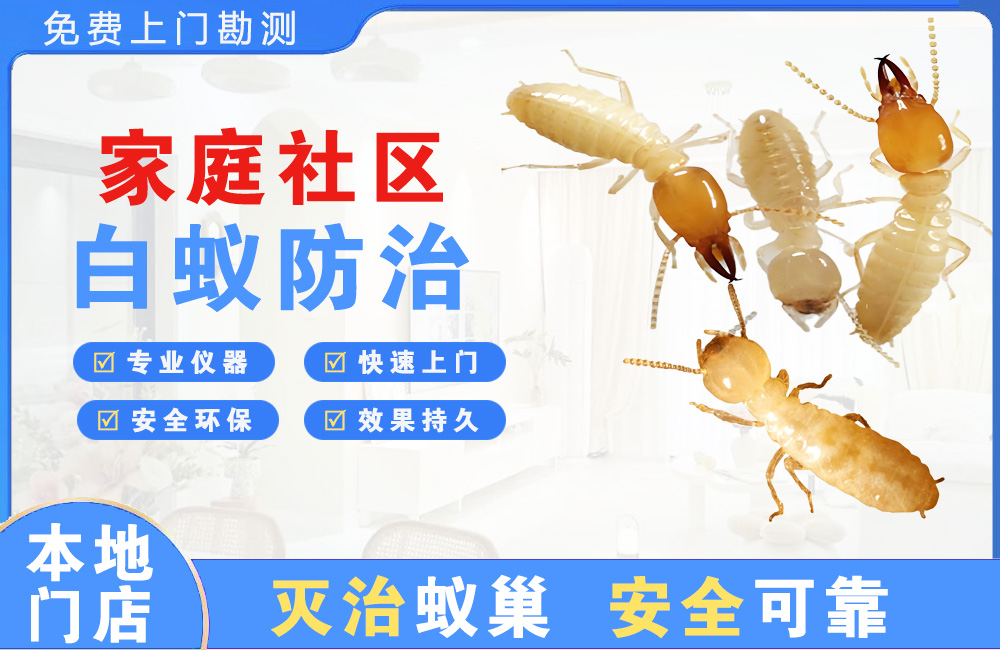 荆州家庭社区白蚁防治