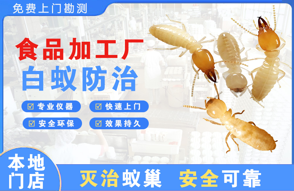 荆州食品加工厂白蚁防治