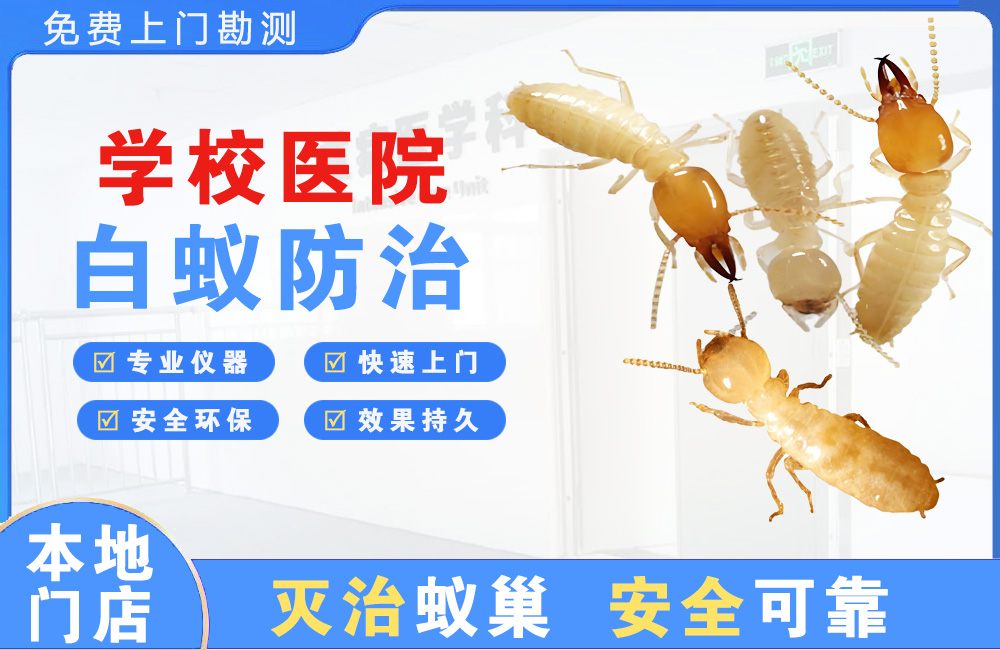 荆州学校医院白蚁防治